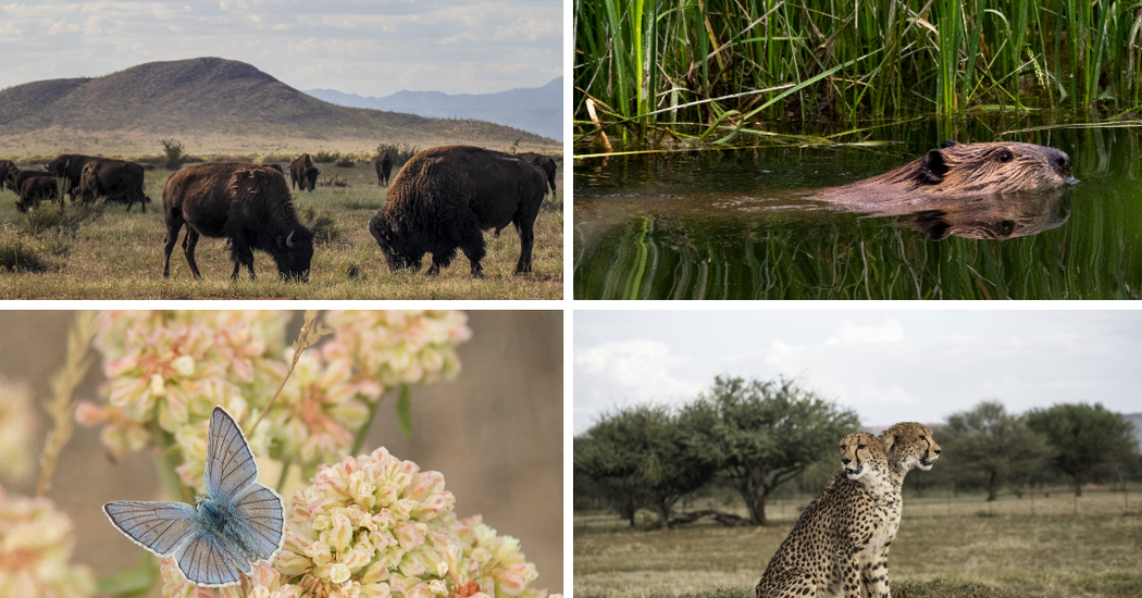 World leaders need to give life a chance and invest in protecting the planet.