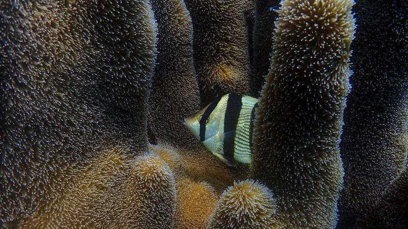 Over the last 50 years, animal populations have shrunk by an average of 70%.