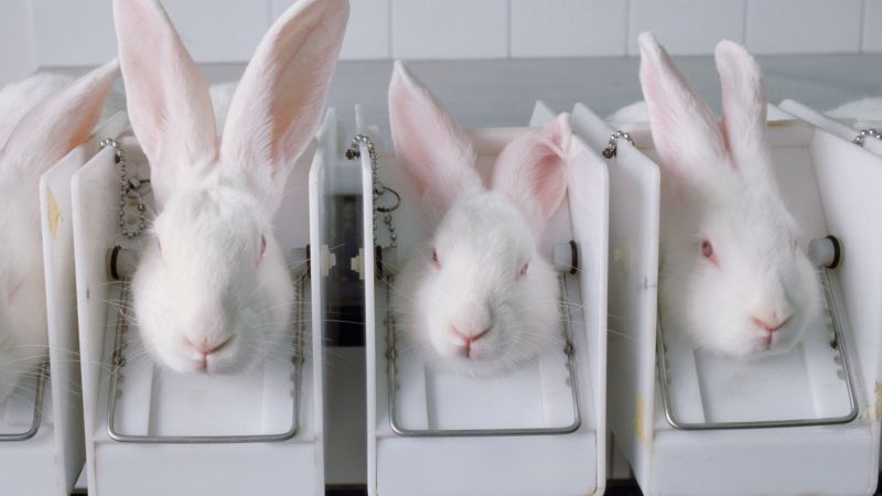 10 states banned the sale of cosmetics that were tested on animals.