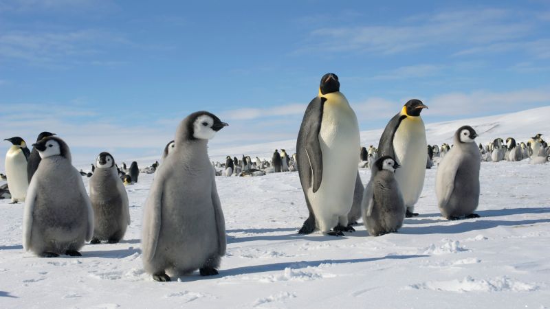 A study says that as global temperatures rise,Antarctica’s penguins could disappear.