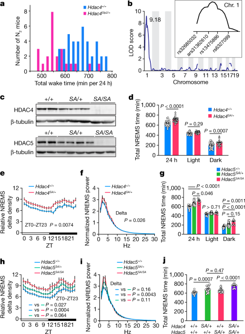 Kinphosphatase signalling in excitatory neurones regulates the amount of sleep.