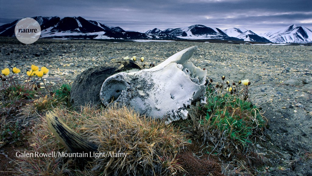 Mastodons were a part of the ancient culture of Greenland 2 million years ago.