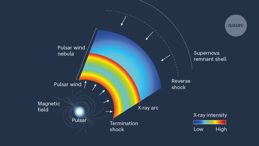 Magnetic fields in stars have been probed.