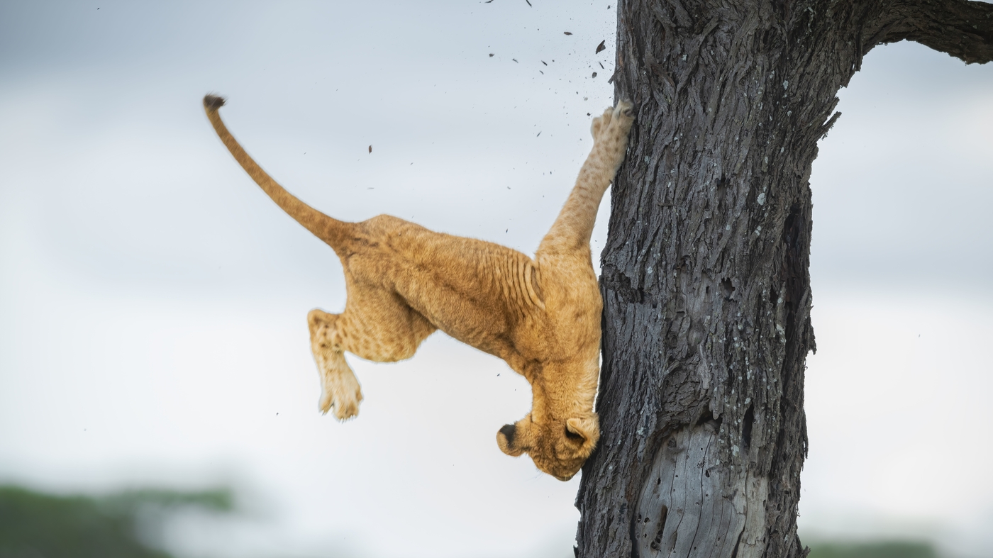 There are laugh out loud images among the Comedy Wildlife Photography Awards.