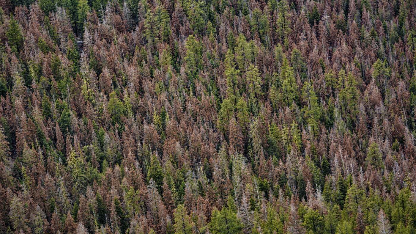 Climate change is hitting Oregon this Christmas.