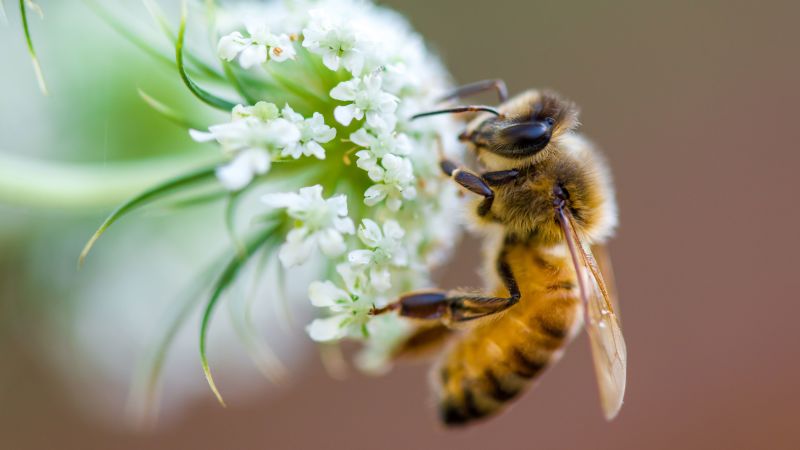 The USDA approved the first vaccine for honeybees.
