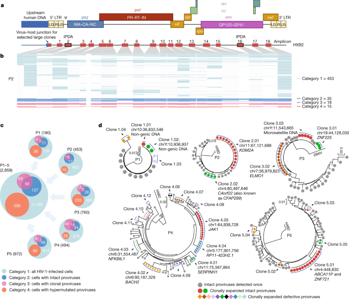 The immune selection in the cells is related to the type of HIV.