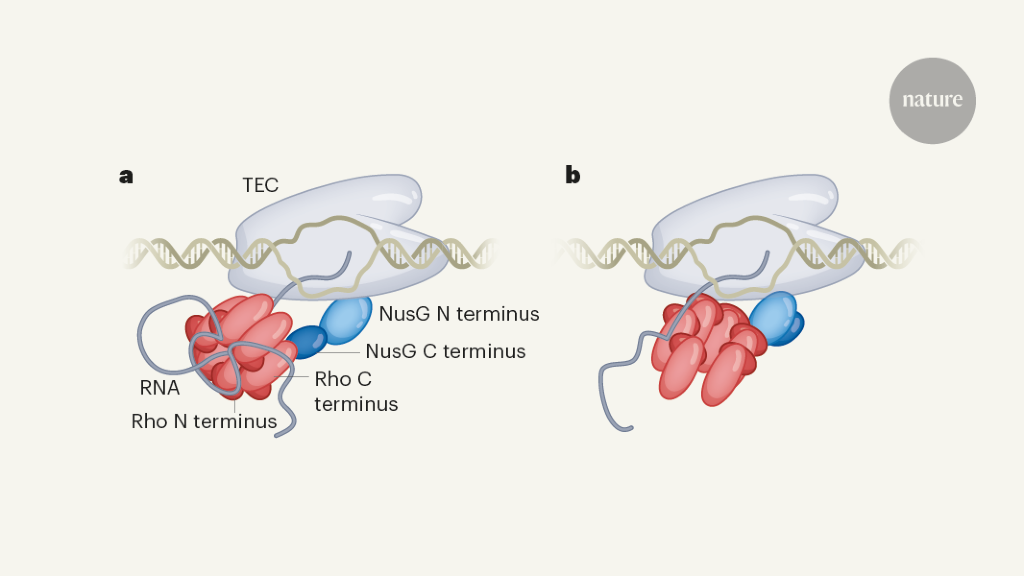 The structure terminates doubts about how transcription stops.