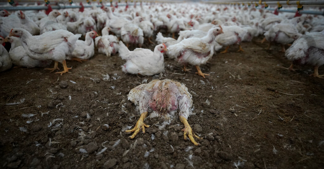 There should be legal recourse for farm animals that have been mistreated
