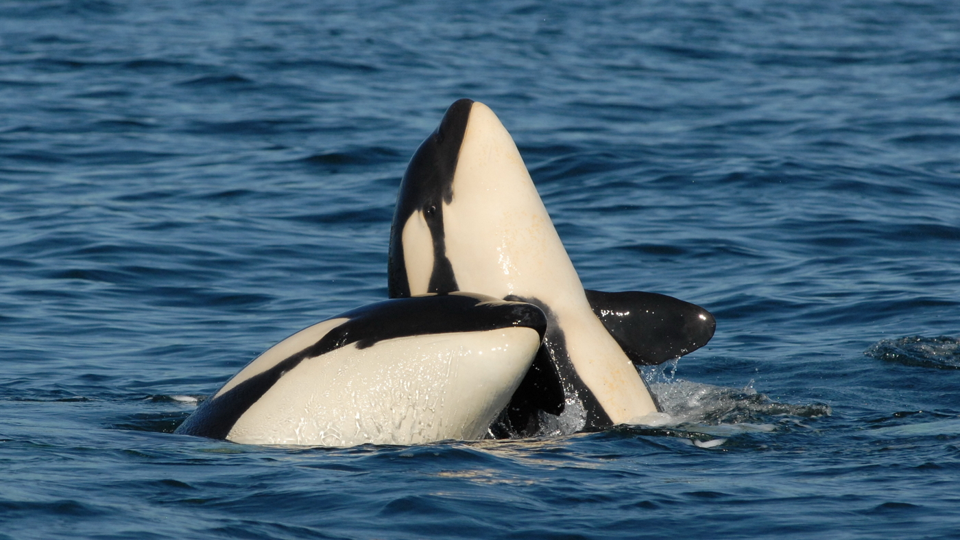 The cost for killer whale mothers to support their adult sons is high