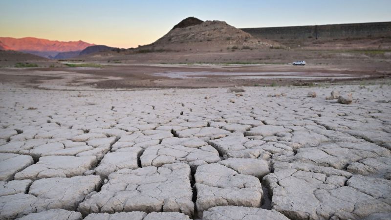 A large Saudi Arabian dairy farm is in Arizona.