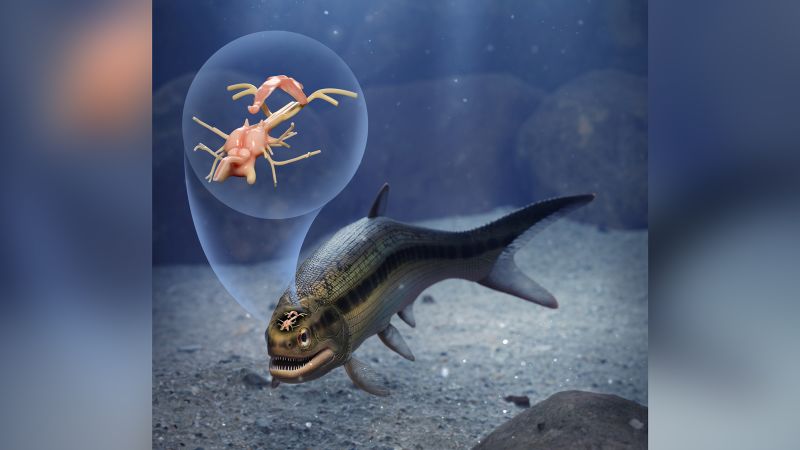 The fossil preservation and evolution of the fish brain is exceptional.