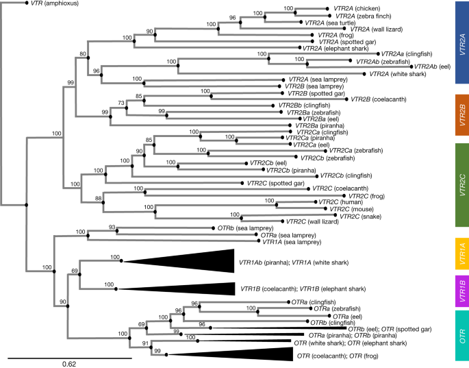 The case for standardizing genes in animals