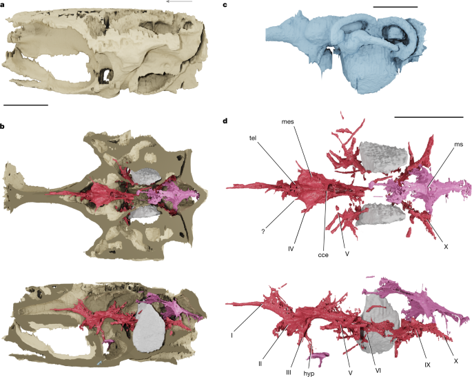 The ray-finned fish brain has an exceptional fossil preservation.