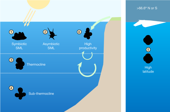 There is a connection between polar climate and tropical biodiversity