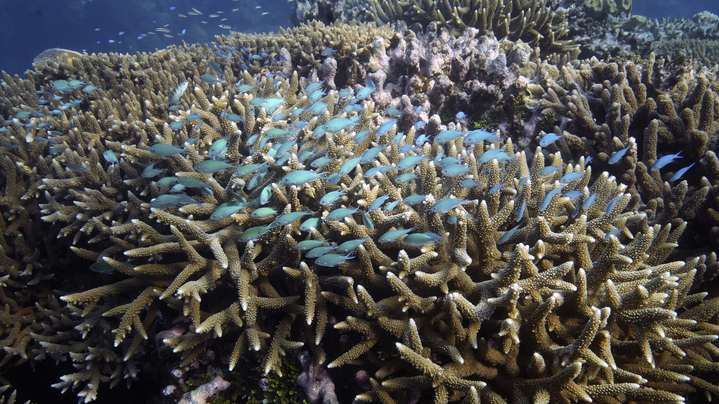Is the world able to save a million species from extinction?