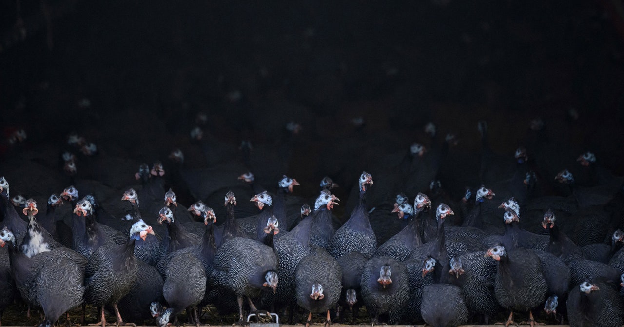 Girl who died of bird flu did not have a circulating variant of the disease