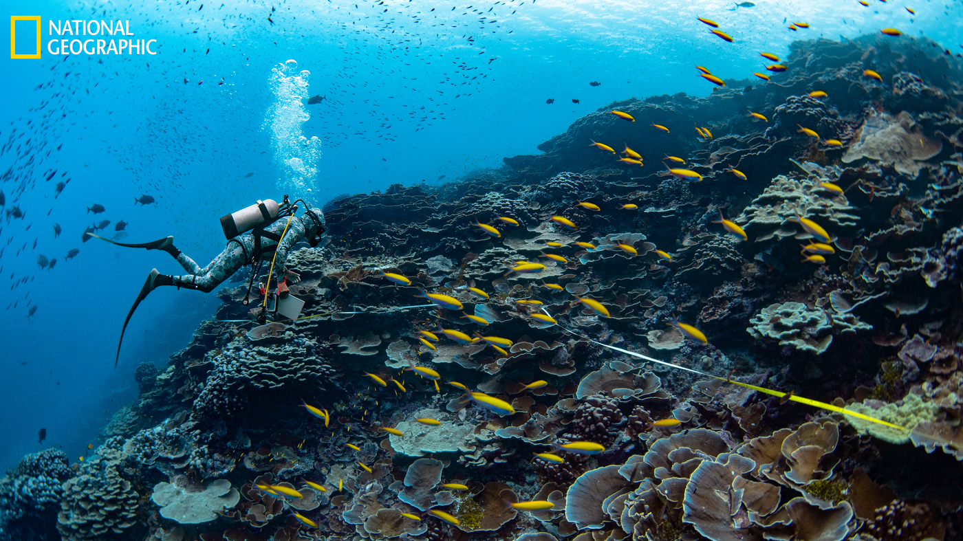 The Coral Reefs are dying and the Robots want to save them