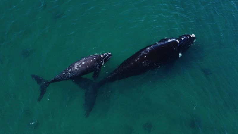 The world’s oceans have been protected by a treaty after a decade of talks