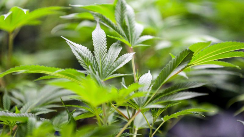 On Tuesday, Oklahoma voters will decide if marijuana should be legalized