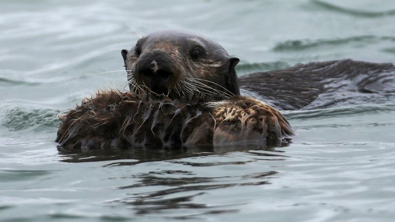 Some sea otter were found dead of an unusual strain of a parasite that may pose a risk to humans