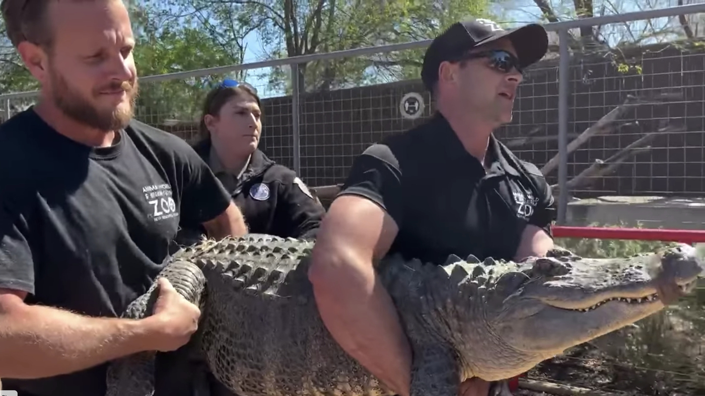 An alligator that was taken from the Texas zoo to be an egg or hatchling has been returned nearly two decades later