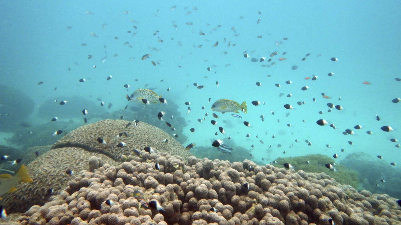 This week, the UN will resume discussions to safeguard the world’s marine biodiversity