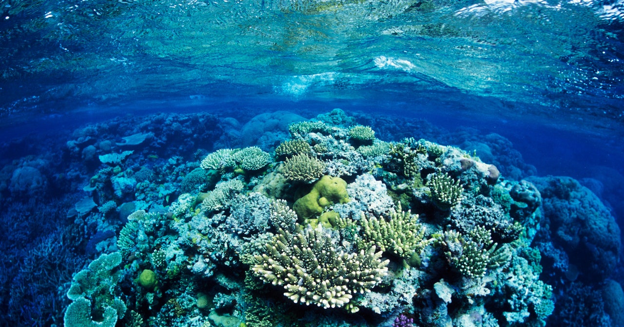 The race is on to save Coral dying Reefs