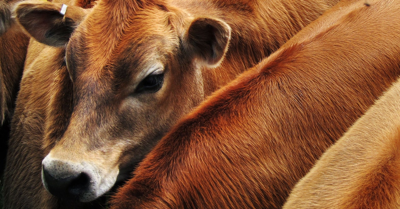 The food system is not good for the climate