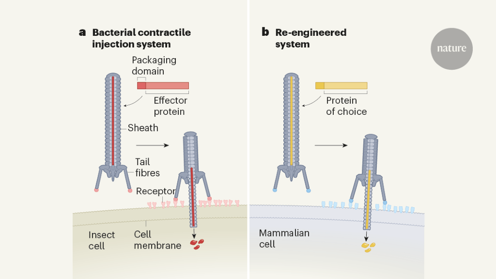 There is amolecular syringe that ferries virulence factors into human cells