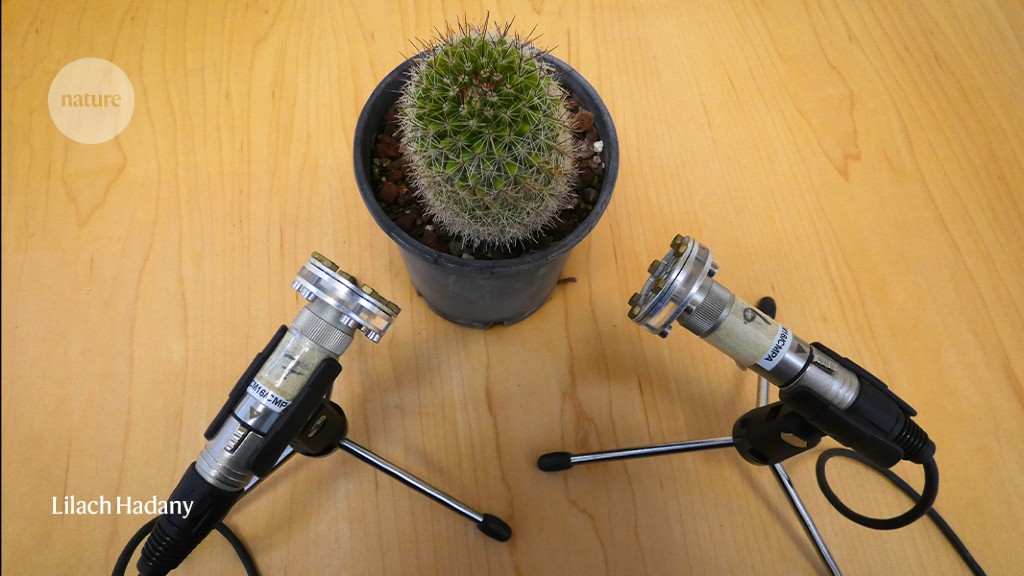 Plants make noise when stressed, according to a study