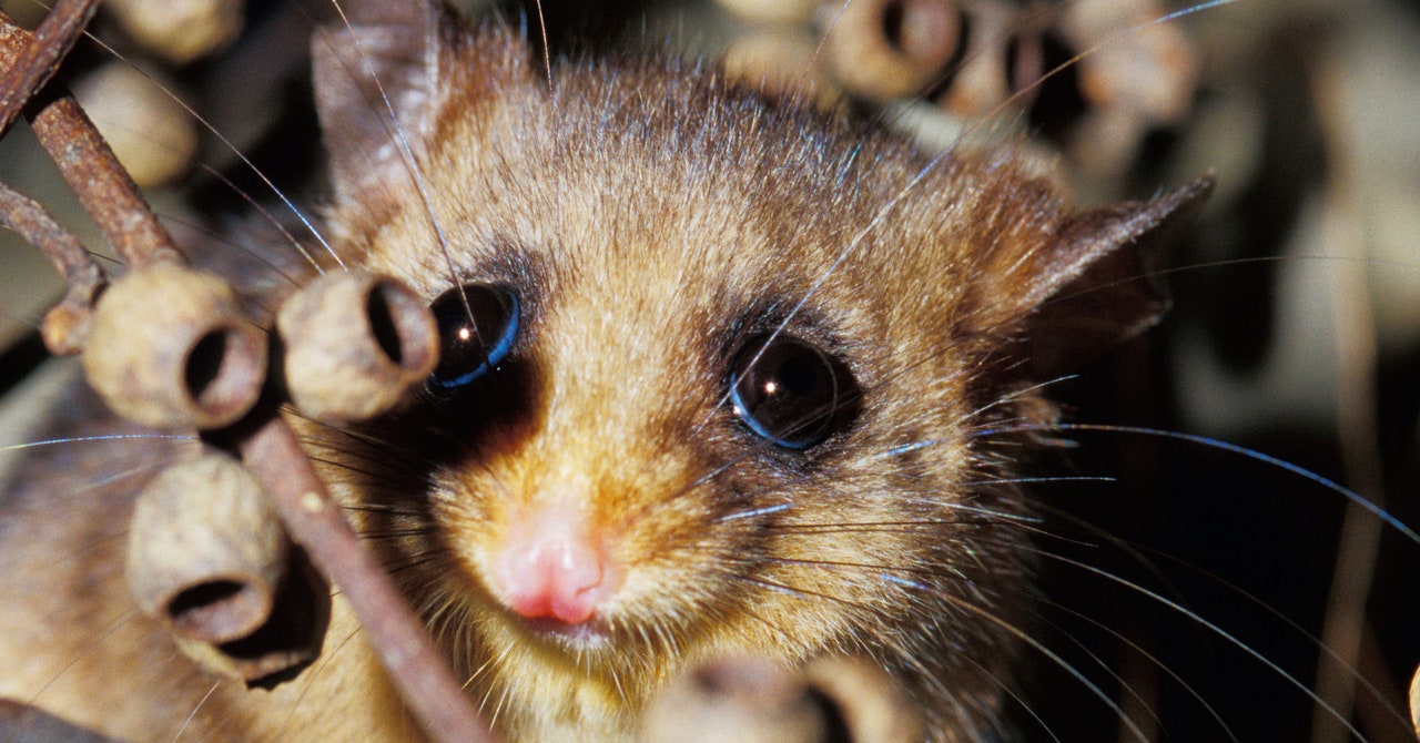 Some cute animals are not part of the opinion