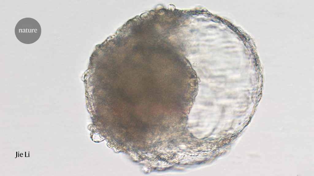 Stem-cell derived emblicas were implanted in monkeys