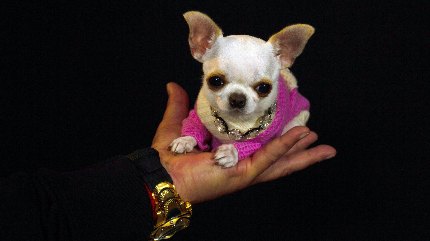 Pearl, the world’s smallest dog, loves dressing up