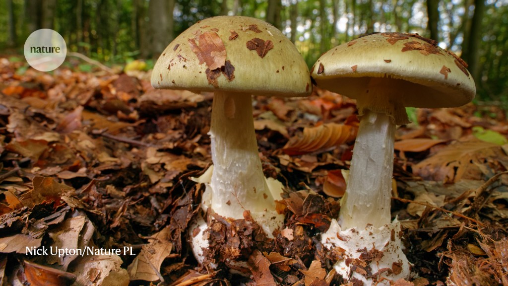 Death cap mushrooms and poison fungi have a new antidote in the works
