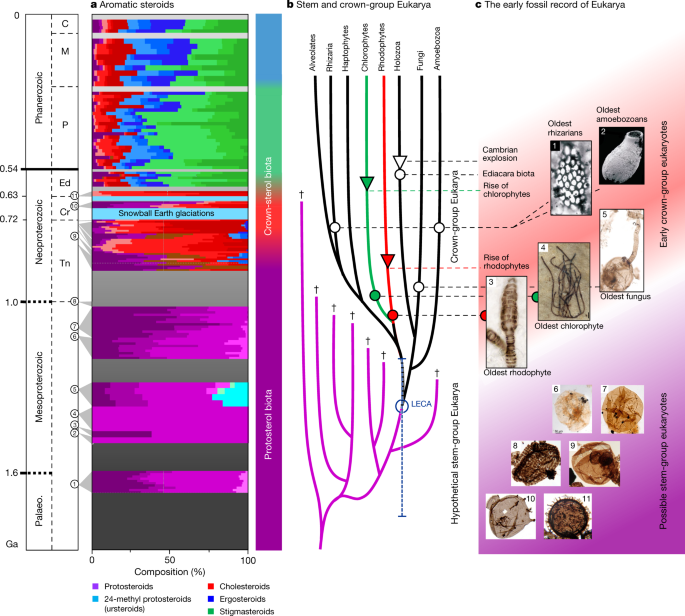 The world of complex life and the late rise of the eukaryotic crown was lost