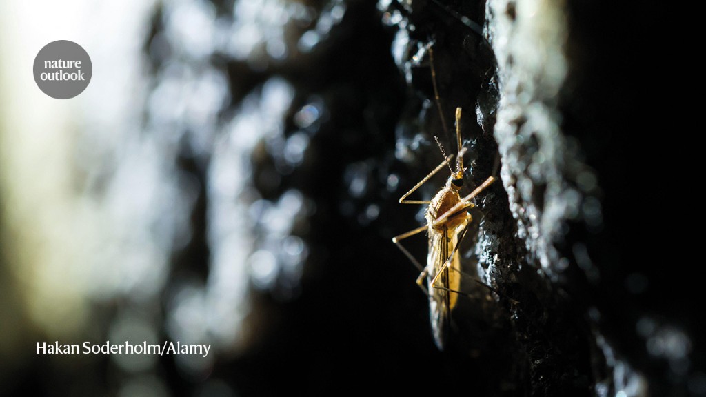 How genetically modified mosquitoes could be eliminated from the world