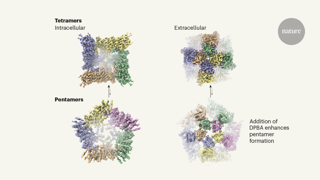 The Dynamic ion channel defies belief