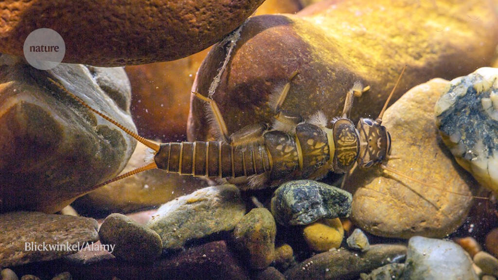 The recovery of European freshwater fish has stopped