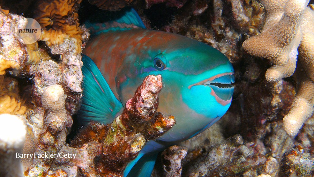 Pollution and fishing can help protect coral reefs, but not enough