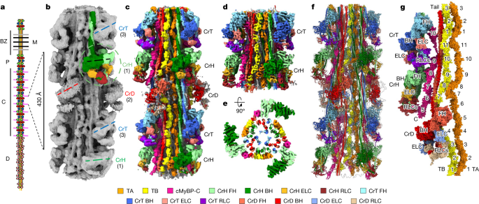 Getting to the heart of thick-filament structure
