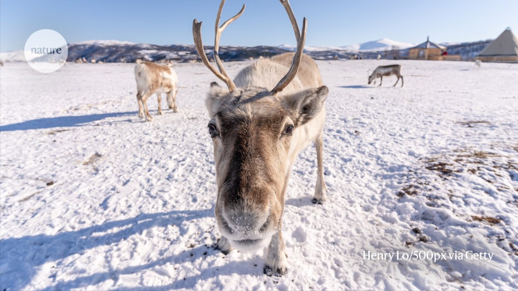Sleep while you chew is how the real-life Rudolphs get enough rest