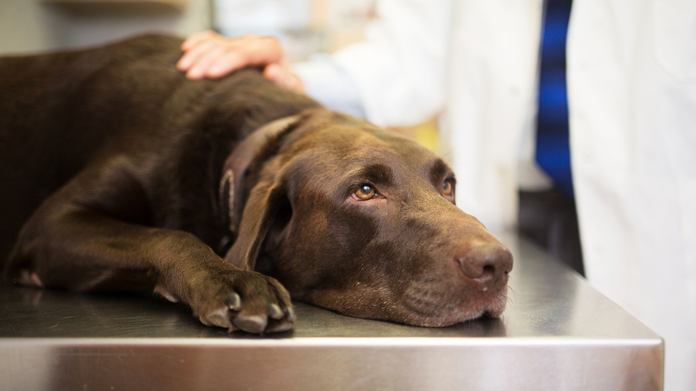 What is making America’s dogs sick is the subject of a race