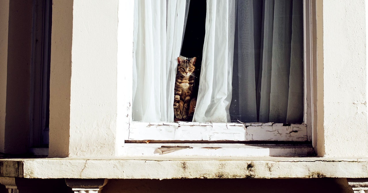 Your cat will eat almost anything
