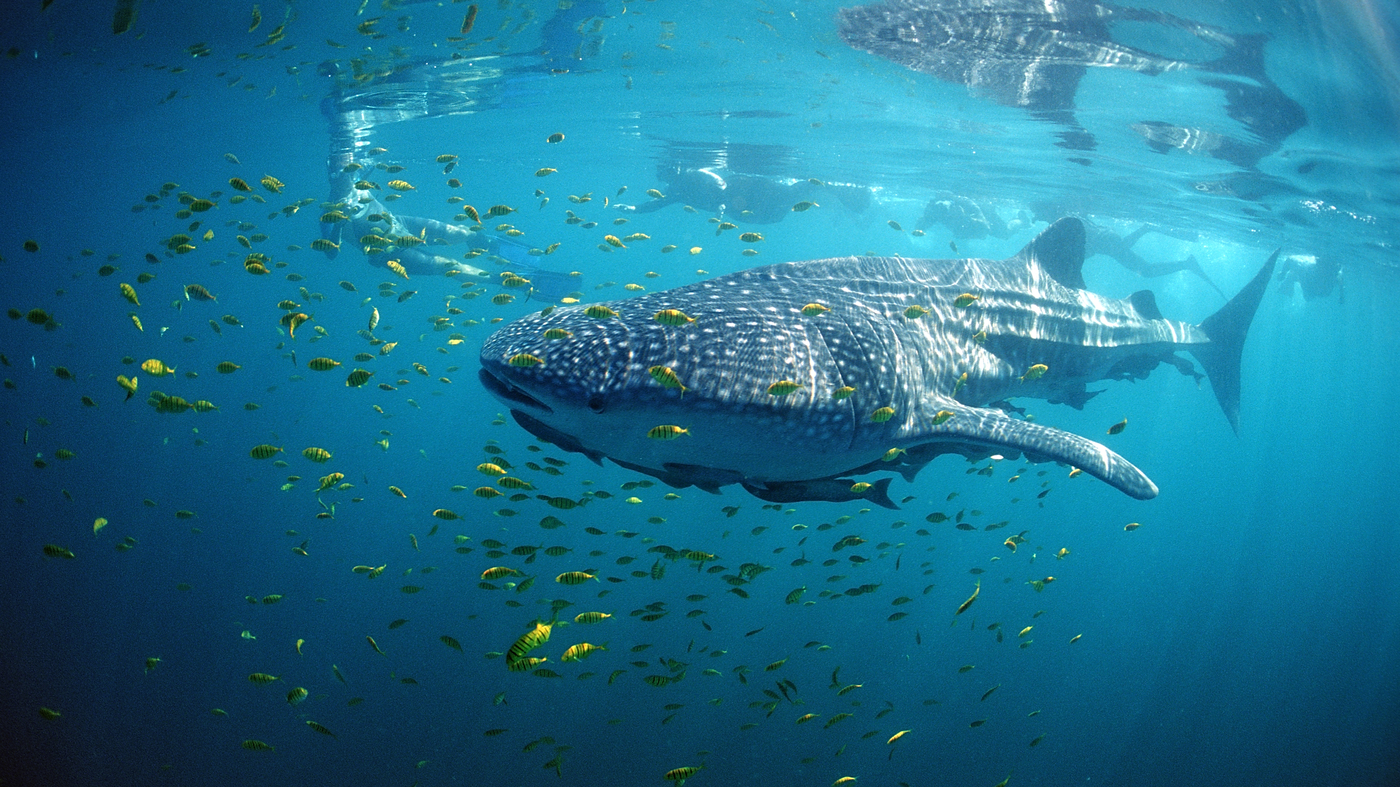 The population of animals that migrate is decreasing across the world