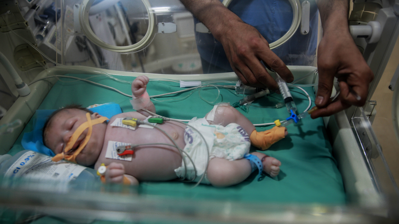 People in Gaza eat weed and animal feed to stave off hunger