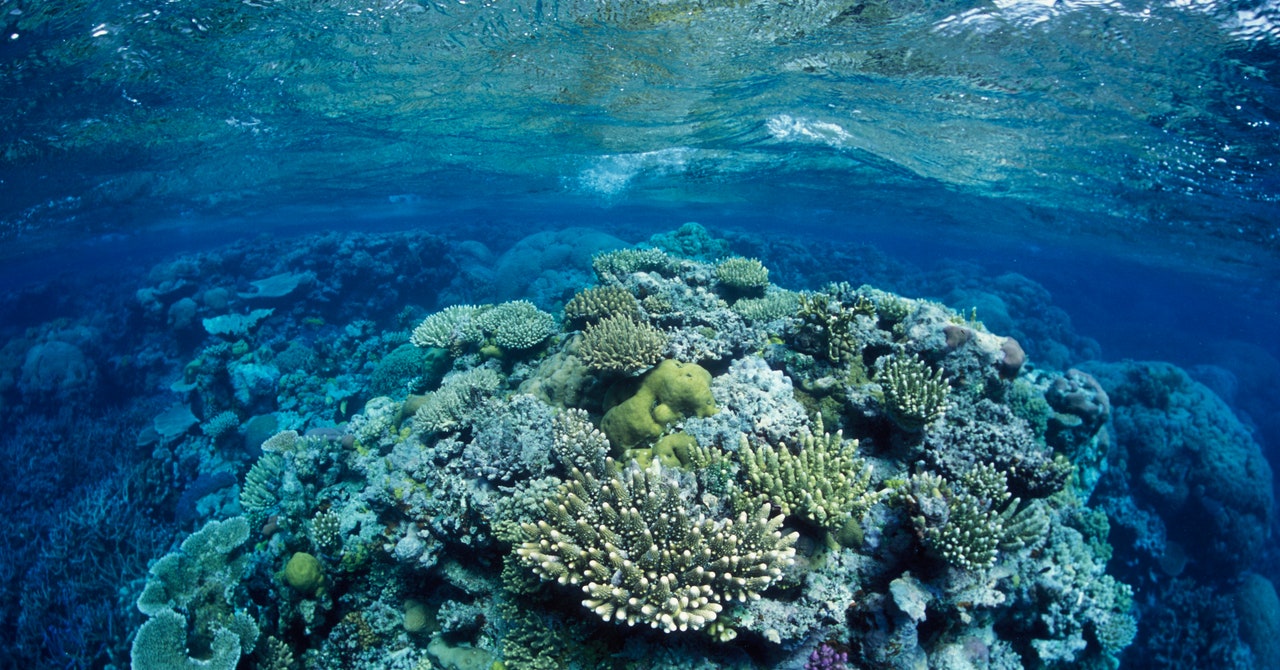 Scientists are trying to save the Great Barrier Reef