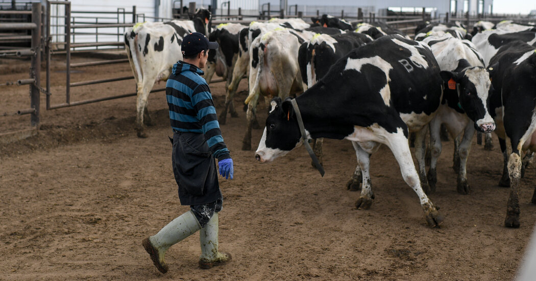 The New York Times said that dairy workers were the most vulnerable to Bird Flu
