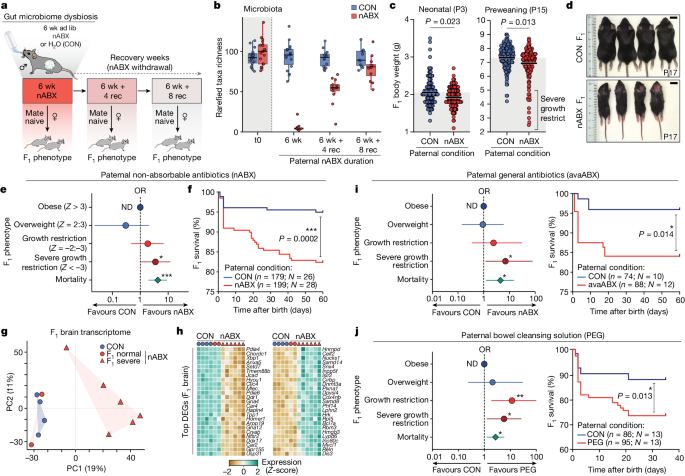 The gut microbes of the dad matter when pregnant and growing a baby