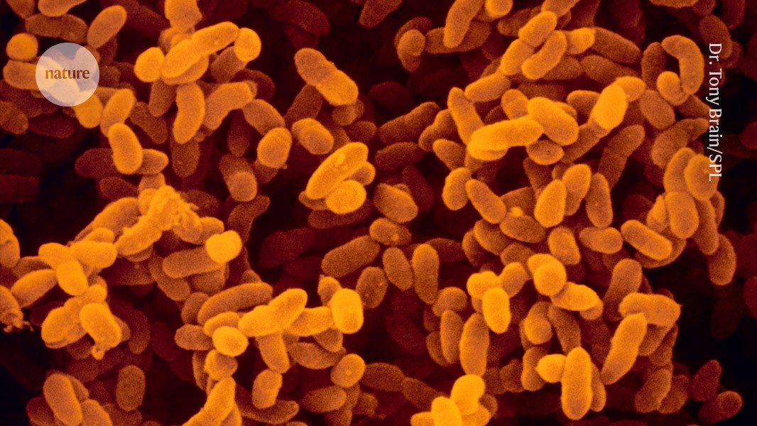 The smart antibiotic can kill deadlybacteria while sparing themicrobiome